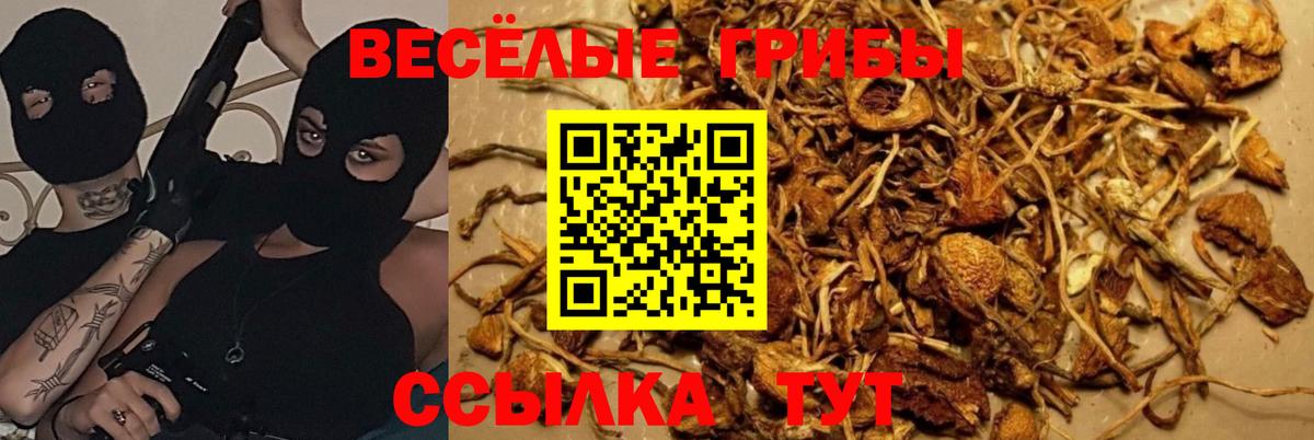 Благовещенск  где найти   Вход с VPN  Галлюциногенные грибы Psilocybe  Галлюциногенные грибы Psilocybe 